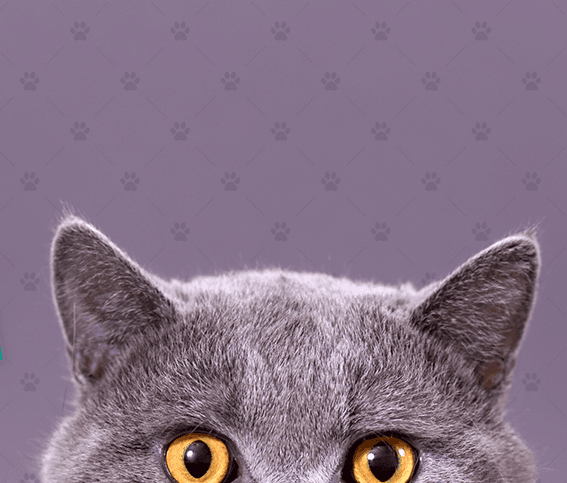 Close-up of a gray cat's ears and amber eyes peeking into frame.