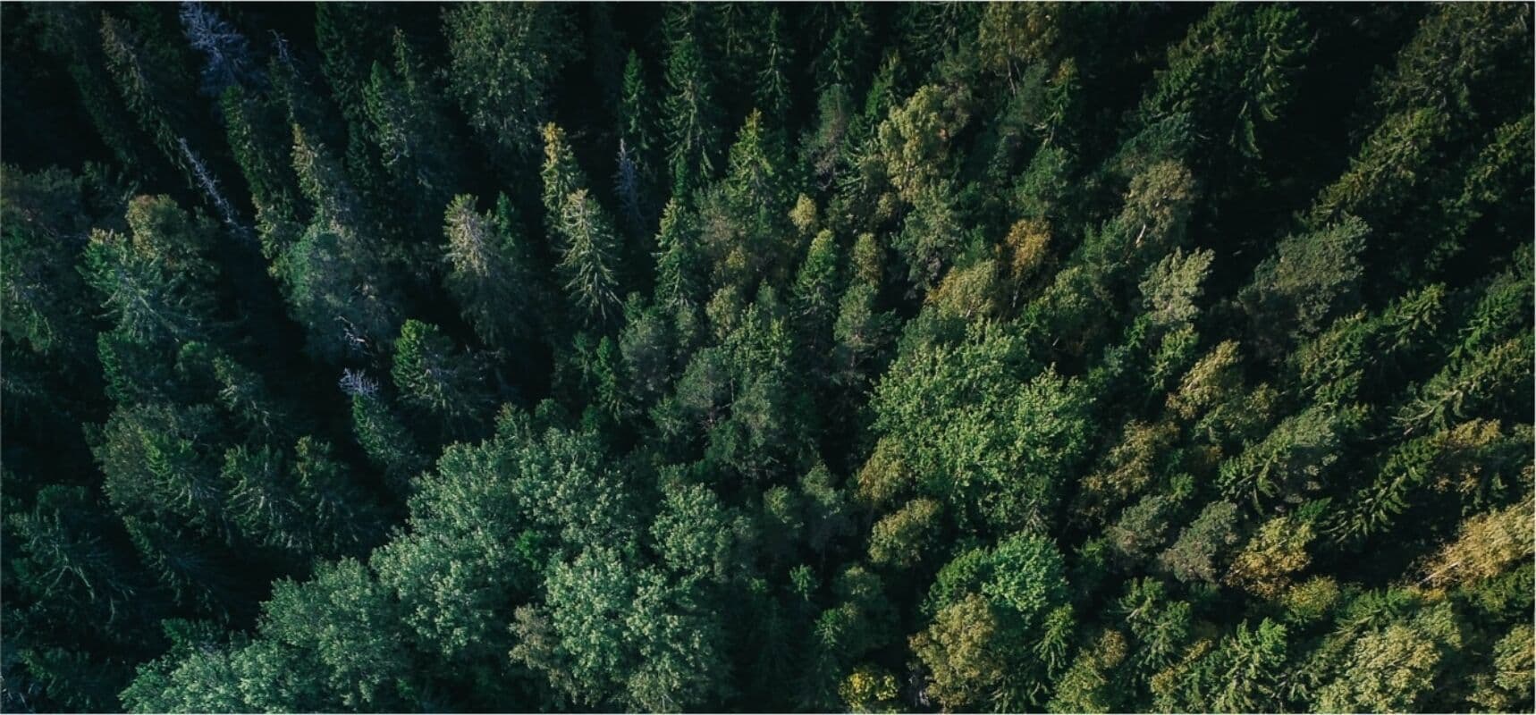 Aerial view of a dense evergreen forest canopy