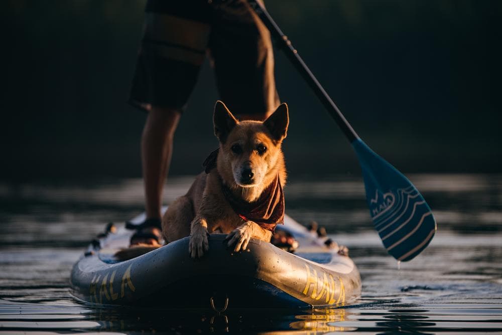 Dog stands on a paddleboard while owner paddles with a HALA paddle at sunset