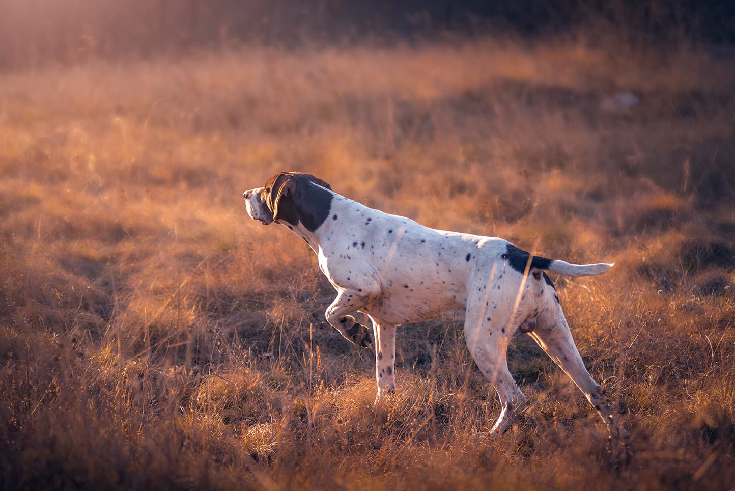 Pointing hunting dog standing alert in a golden sunset field