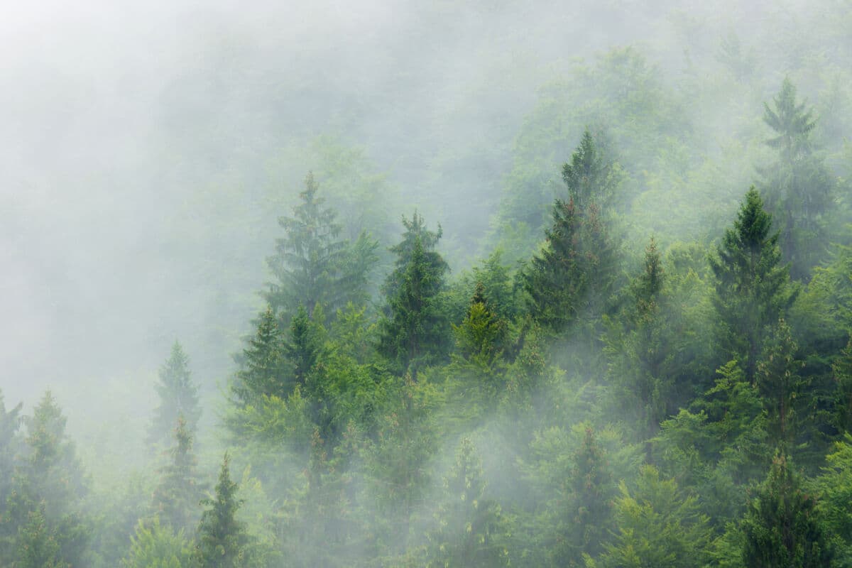 Mist rising over a dense pine forest hillside
