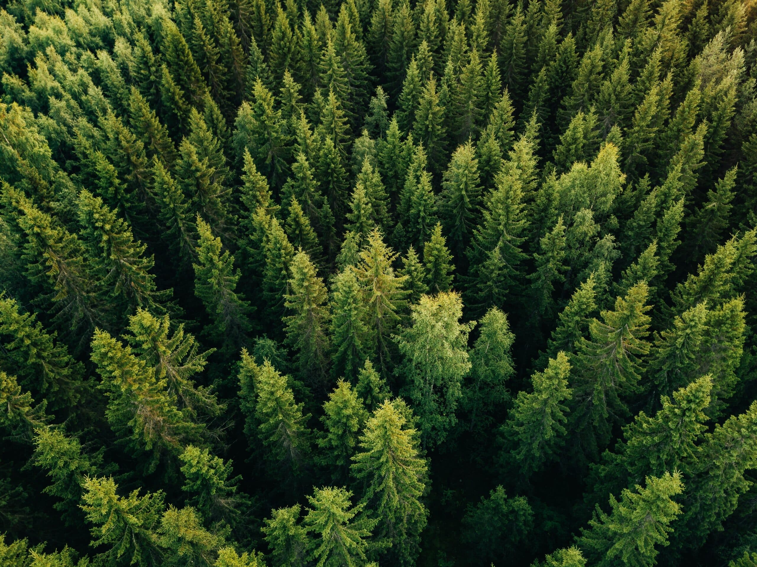 Aerial view of a dense evergreen forest canopy