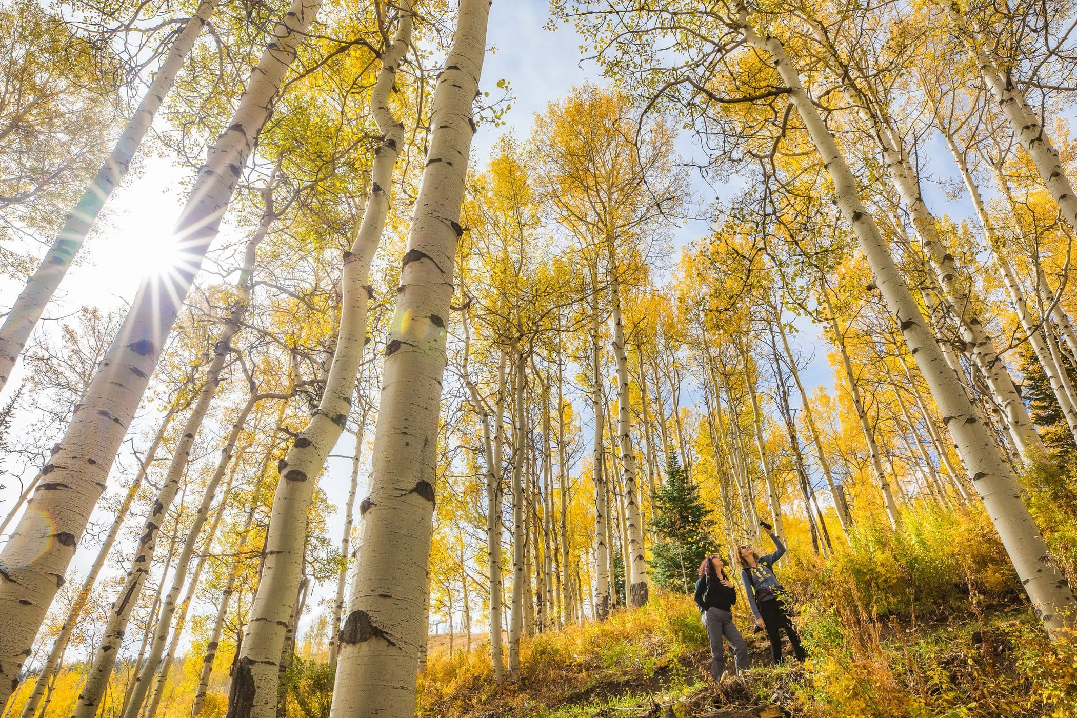Two hikers pause on a sunlit trail among golden aspen trees