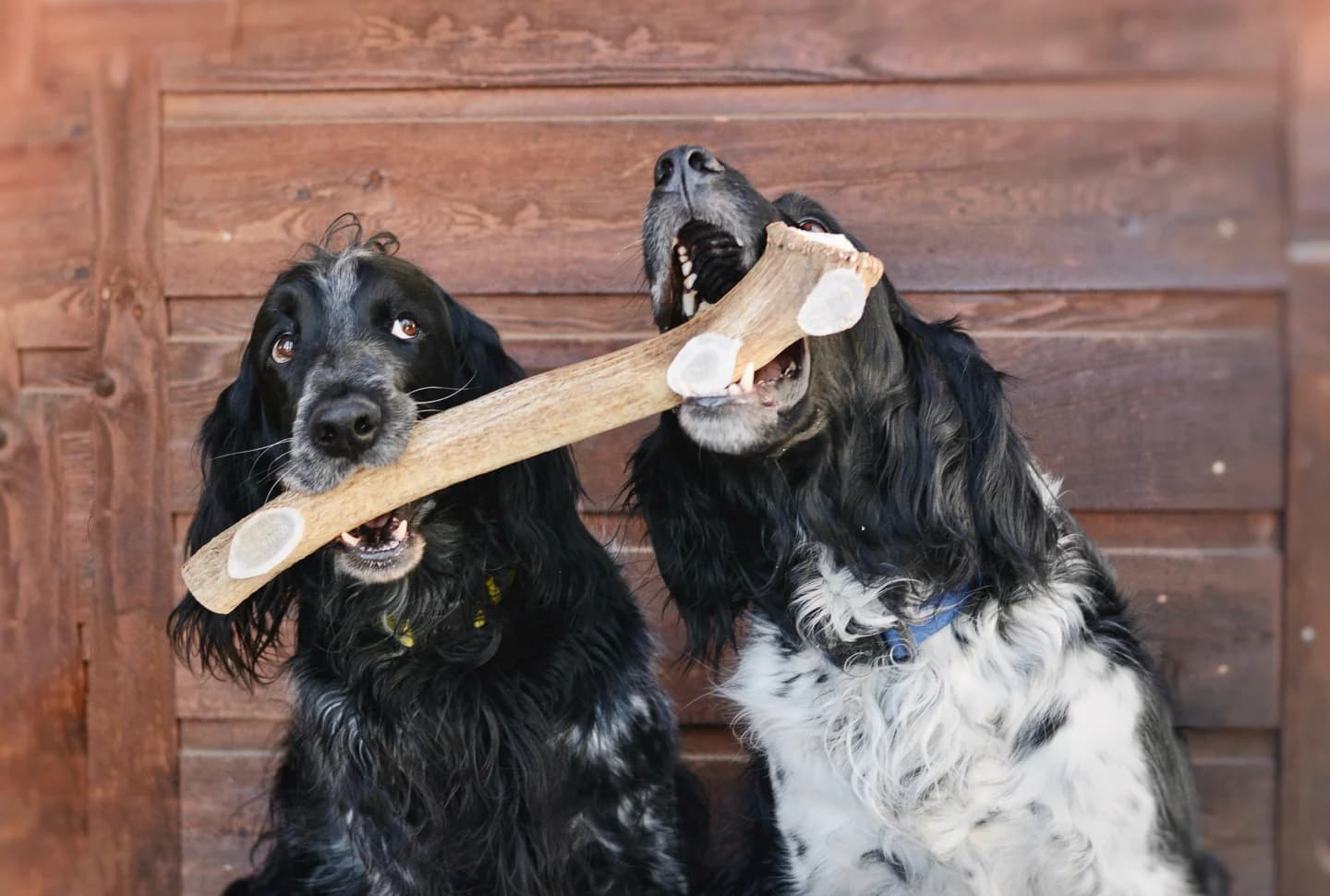 Two black-and-white spaniels sharing a large antler chew toy