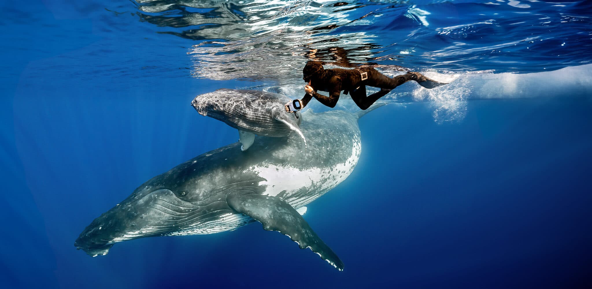 Freediver swimming beside a humpback whale near the ocean surface
